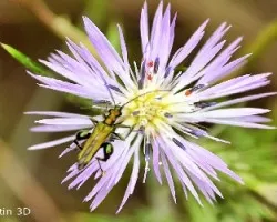 Oedemeridae