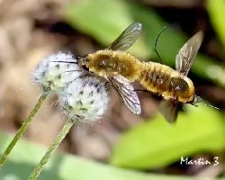 Bombylius major