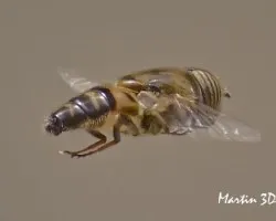  Eristalinus taeniops