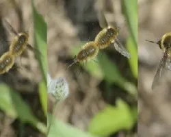 Bombylius major