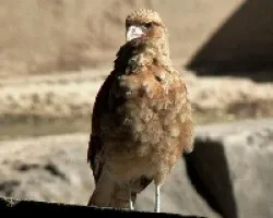 Milvago chimango