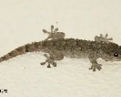 Lagartija