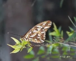 Danaus plexippus