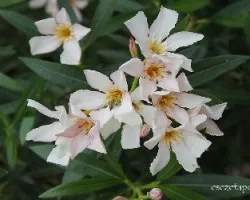 Nerium oleander nana