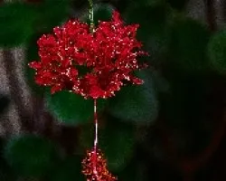 Hibiscus schizopetalus