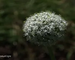 Alium cepa 