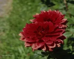 Dahlia