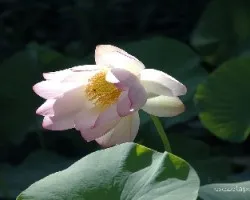 Nelumbo nucifera