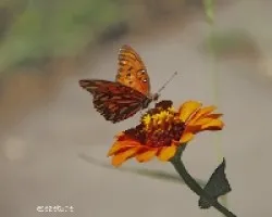 Mariposas