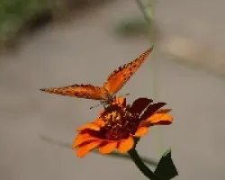 Mariposa
