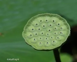 Hojas y semillas