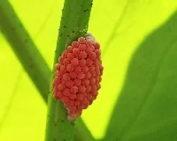 Huevos de caracol