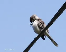 Mimus saturninus