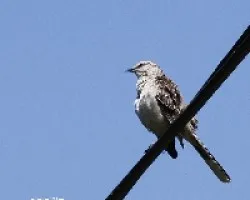 Mimus saturninus
