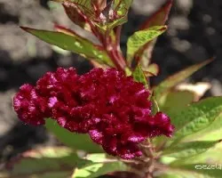Celosia argentea var. cristata