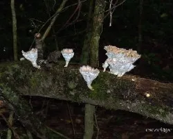 Hongos