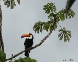 Ramphastos toco