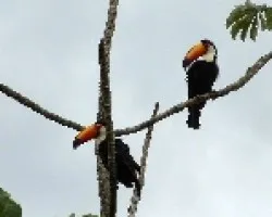 Ramphastos toco