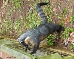 Coati