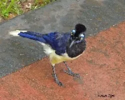Cyanocorax chrysops