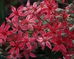 Graptopetalum bellum