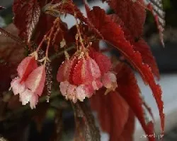 Begonia argenteo