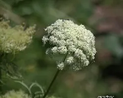 Daucus carota 
