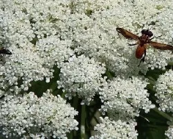 Bichitos