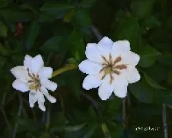 Magnolia jasminoides