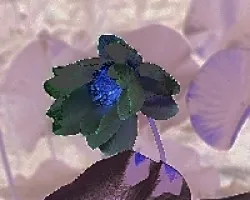 Nelumbo nucifera