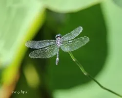 Libelula