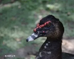 Pato