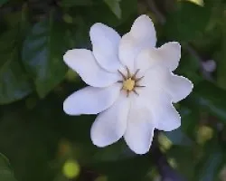 Magnolia jasminoides
