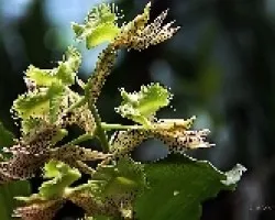 Catasetum fimbriatum