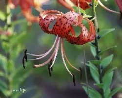 Lilium tigrinum