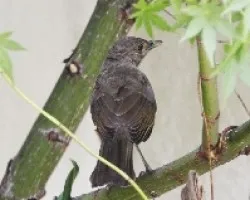 Turdus rufiventris