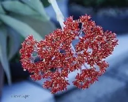 Crassula perfoliata