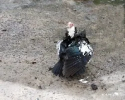 Pato