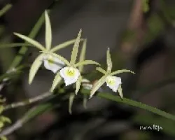 Brassavola perrinii