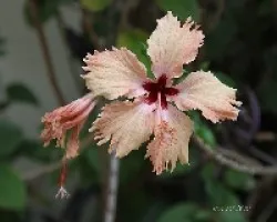 Hibiscus
