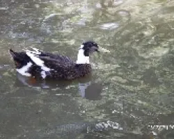 Pato