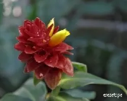 Costus barbatus