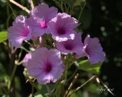 Ipomoea carnea