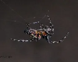 Araña