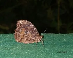 Mariposa