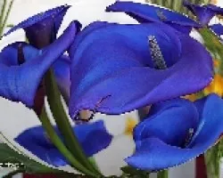 Calas azules