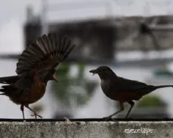 Turdus rufiventris