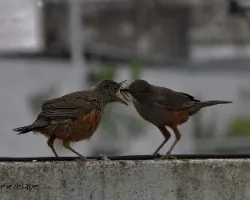 Turdus rufiventris