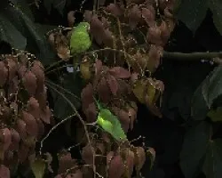 Brotogeris versicolurus