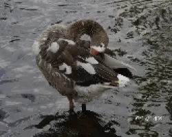 En el lago